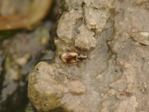 Ocydromus (Peryphus) femoratus femoratus (Sturm 1825).JPG