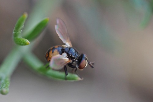 Rondania fasciata.JPG