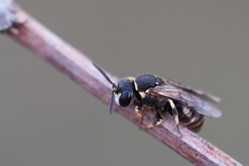 Hylaeus variegatus male.JPG