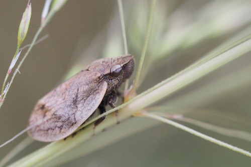 Aphrophoridae - być może także Lepyronia, co jest do sprawdzenia.JPG