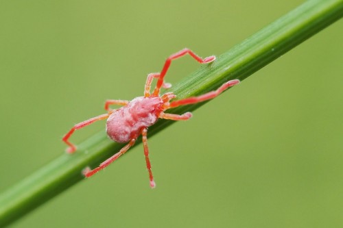 Cudak 2 - Arachnida.JPG