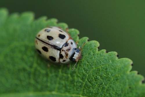 Coccinellidae.JPG