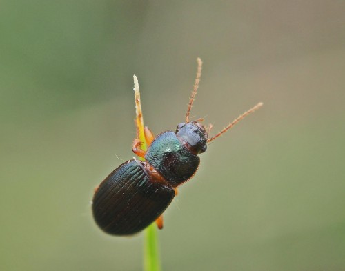 carabidae.JPG