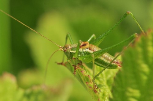 Wątlik prążkowany Leptophyes albovittata - Kopernia