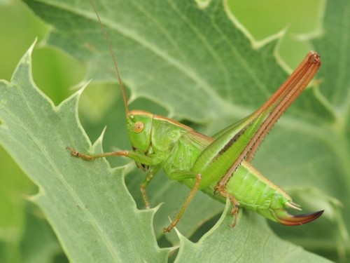 Podłatczyn dwubarwny Bicolorana bicolor - liczny na każdym stanowisku