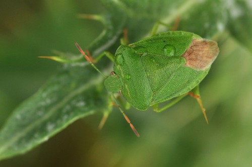 życiówka ... Palomena viridissima w Stradowie