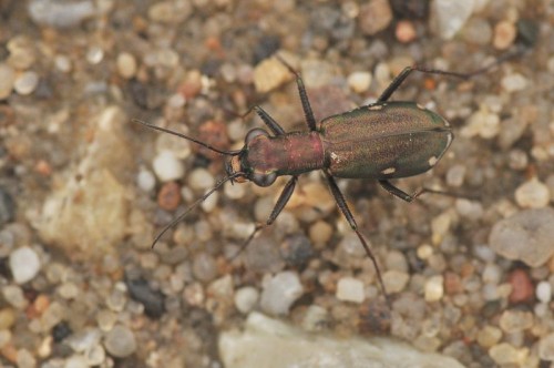 a to moja (chyba ta sama) Cylindera germanica