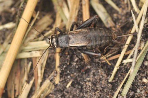 Świerszczyk szary Modicogryllus frontalis - Szczerbaków; zacny gatun