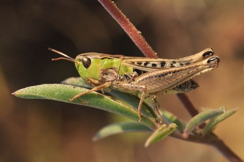 Stenobothrus stigmaticus/nigromaculatus - Winiary