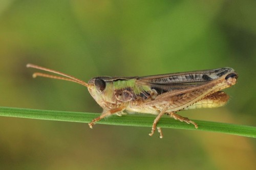 samiec Stenobothrus stigmaticus/nigromaculatus - Winiary