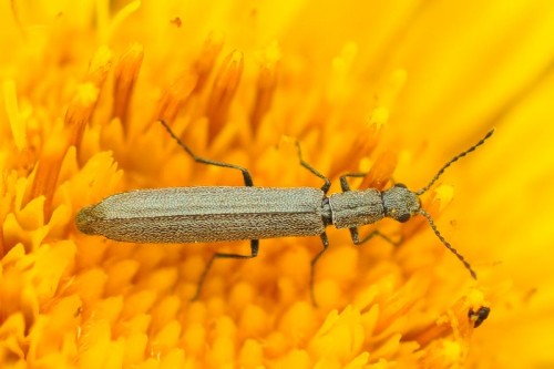 Dolichosoma lineare - Krzyżanowice