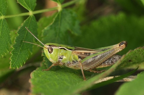 Stenobothrus stigmaticus/nigromaculatus - Kopernia