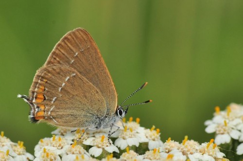 ogończyk akacjowiec Satyrium acaciae ??? Kopernia