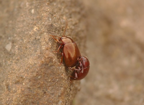 Bieszczady Bukowe Berdo.JPG