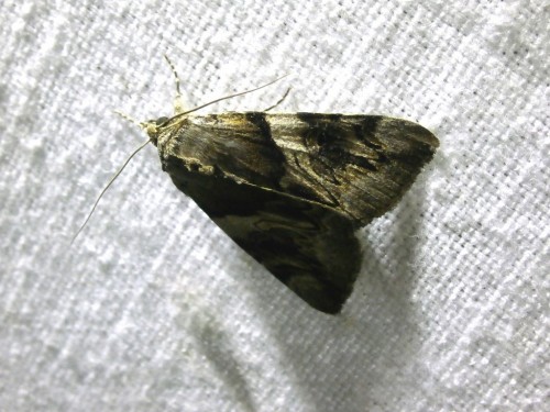 Catocala fulminea