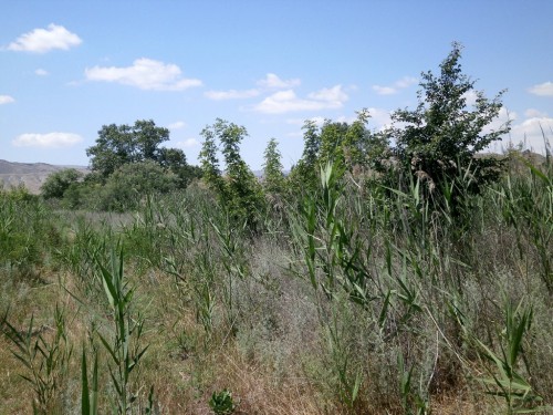 Gruzja, Kakheti, Chachuna Managed Reserve, trzcinowisko przy łachach rzeki Iori,