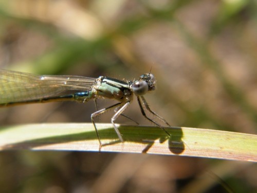 Ischnura elegans