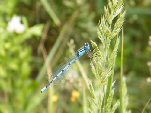 Enallagma cyathigerum