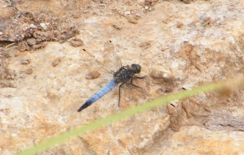 Orthetrum cancellatum