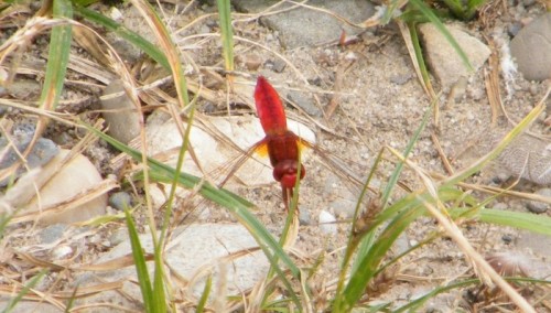 Crocothemis erythraea