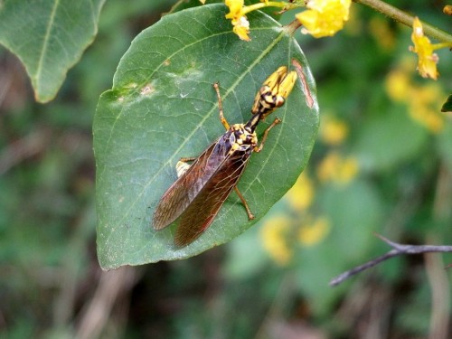 Ciekawa Mantispa. sp.