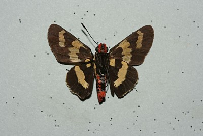 Hesperiidae 1.jpg