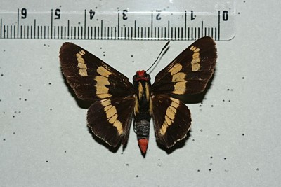 Hesperiidae.jpg