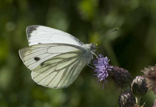 56 - Kraków, 08.07.2018<br />Pieris napi?