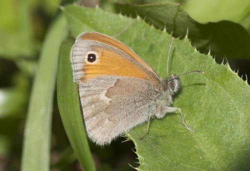 57 - Kraków, 08.07.2018<br />Coenonympha pamphilus?<br />Motyl bardzo mały, ok. 20mm