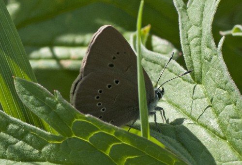 58 - Kraków, 08.07.2018<br />Phengaris teleius?