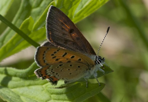 59 - Kraków, 08.07.2018<br />Lycaena helle?