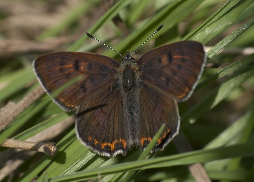 59 - Kraków, 08.07.2018<br />Lycaena helle?