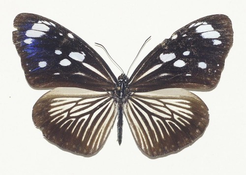 Motyl 2 75 mm.jpg