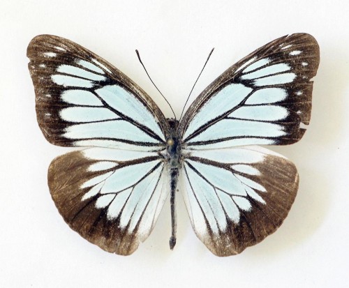 Motyl 2 55 mm.jpg