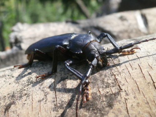 Rhaesua serricollis. Wypasiony samiec długości 60 mm.