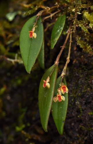 Pleurothallis sp.