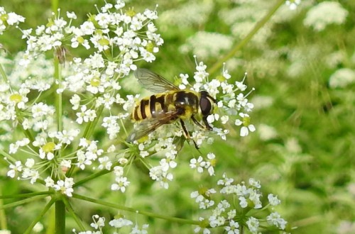 Myathropa_01.jpg