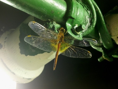 Sympetrum flaveolum