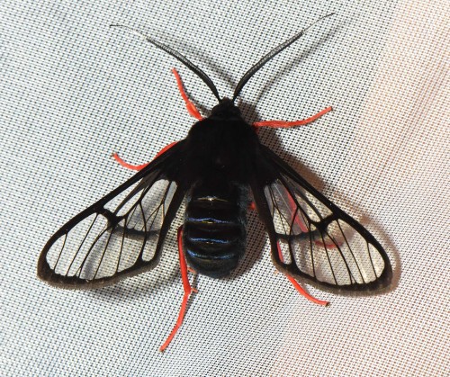 Homoeocera gigantea