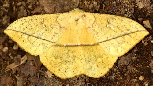 Lonomia sp.