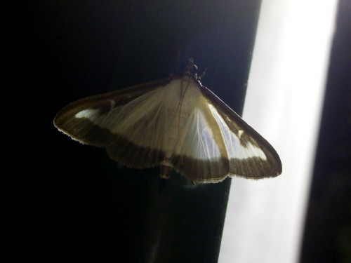 Cydalima perspectalis.