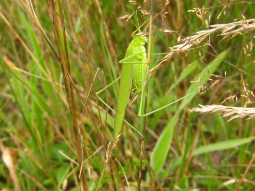 1. FA45, Opaka NW, gm. Lubaczów, 50 08 26, 23 05 04, 210 m, 19 VII 2018.jpg