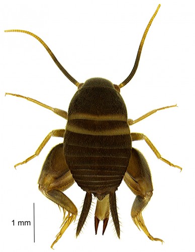 Myrmecophilus acervorum_entomo.jpg