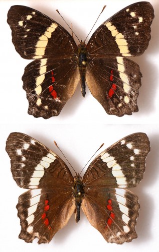 Anartia fatima