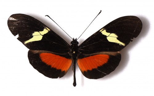 Heliconius montanus