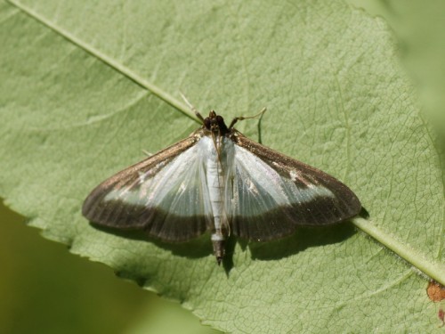 Cydalima perspectalis.JPG