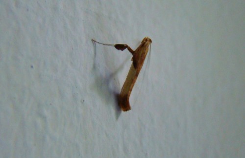 Caloptilia sp..JPG