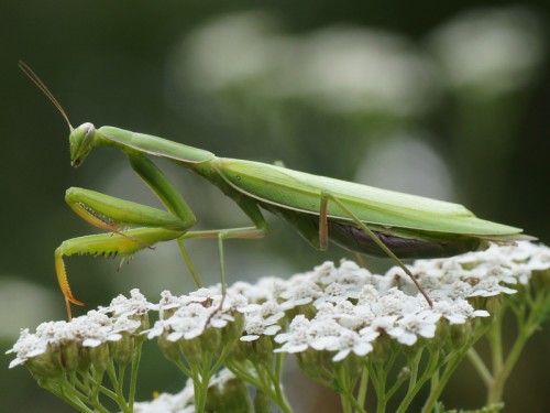 Mantis religiosa..JPG