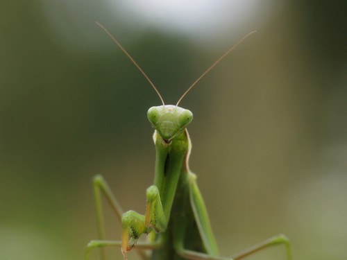 Mantis religiosa.JPG