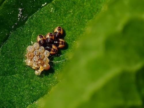 1) Pentatomidae sp?<br />26.05.16